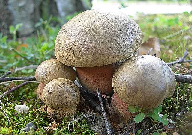 Le  meraviglie della foresta